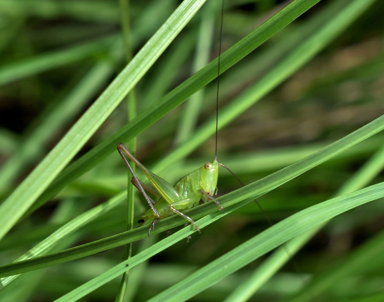 蛐蛐、蟋蟀、蝈蝈、蚂蚱、蚱蜢、蝗虫，有哪些区别？,快速执行方案解答_49D75.40